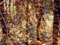 Autumn Leaves Reflected: A Photo Gallery