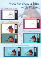 Main Steps on How to Draw a Bird