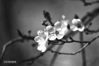 User EsteR PhotographY Takes Amazing B&amp;W Flower Shots