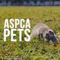 Support the ASPCA with the ASPCA Pets Package