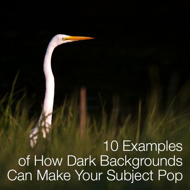 10 Examples of How Dark Backgrounds Can Make Your Subject Pop