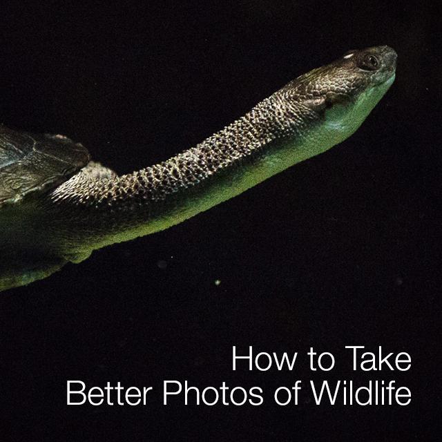 How to Take Better Photos of Wildlife