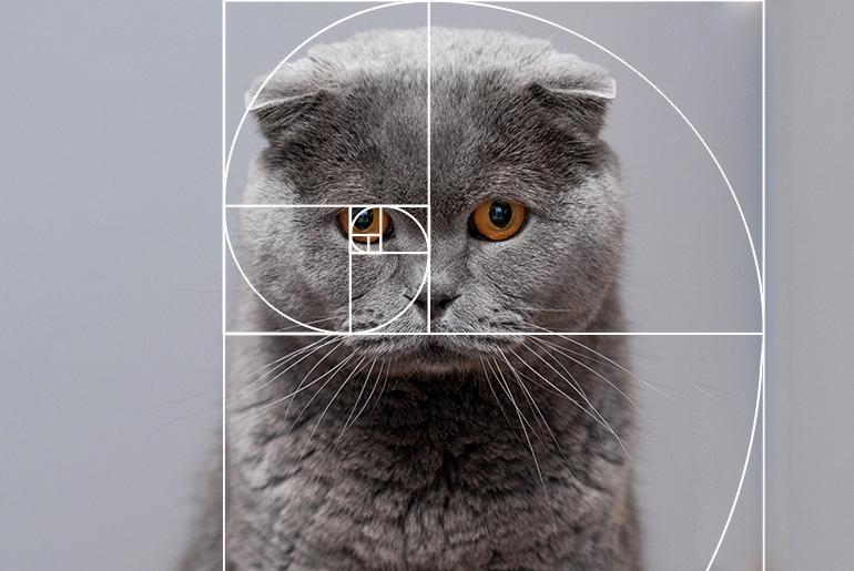 The Art of Using the Golden Ratio to Improve Your Photography Work