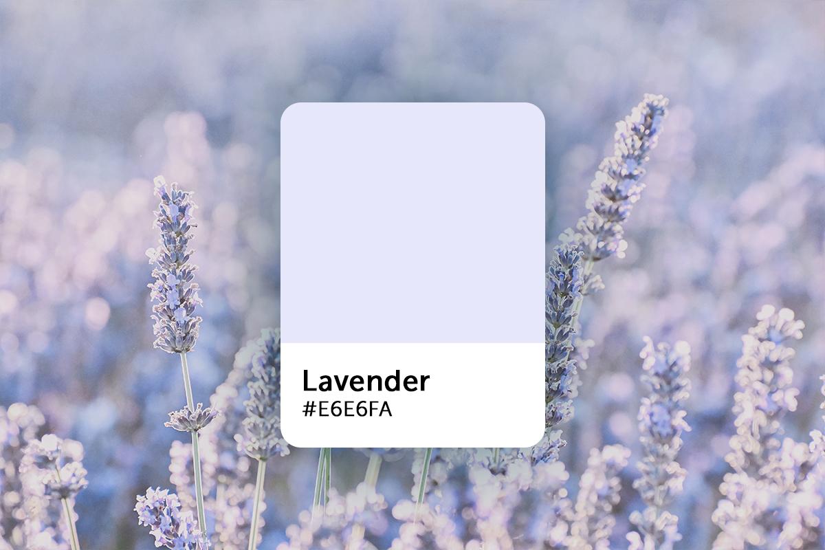 Lavender Color Explained: Color Codes, Similar Shades, and Symbolism
