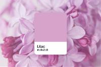 What Color Is Lilac? What It Represents, Palette Ideas, and How to Use It