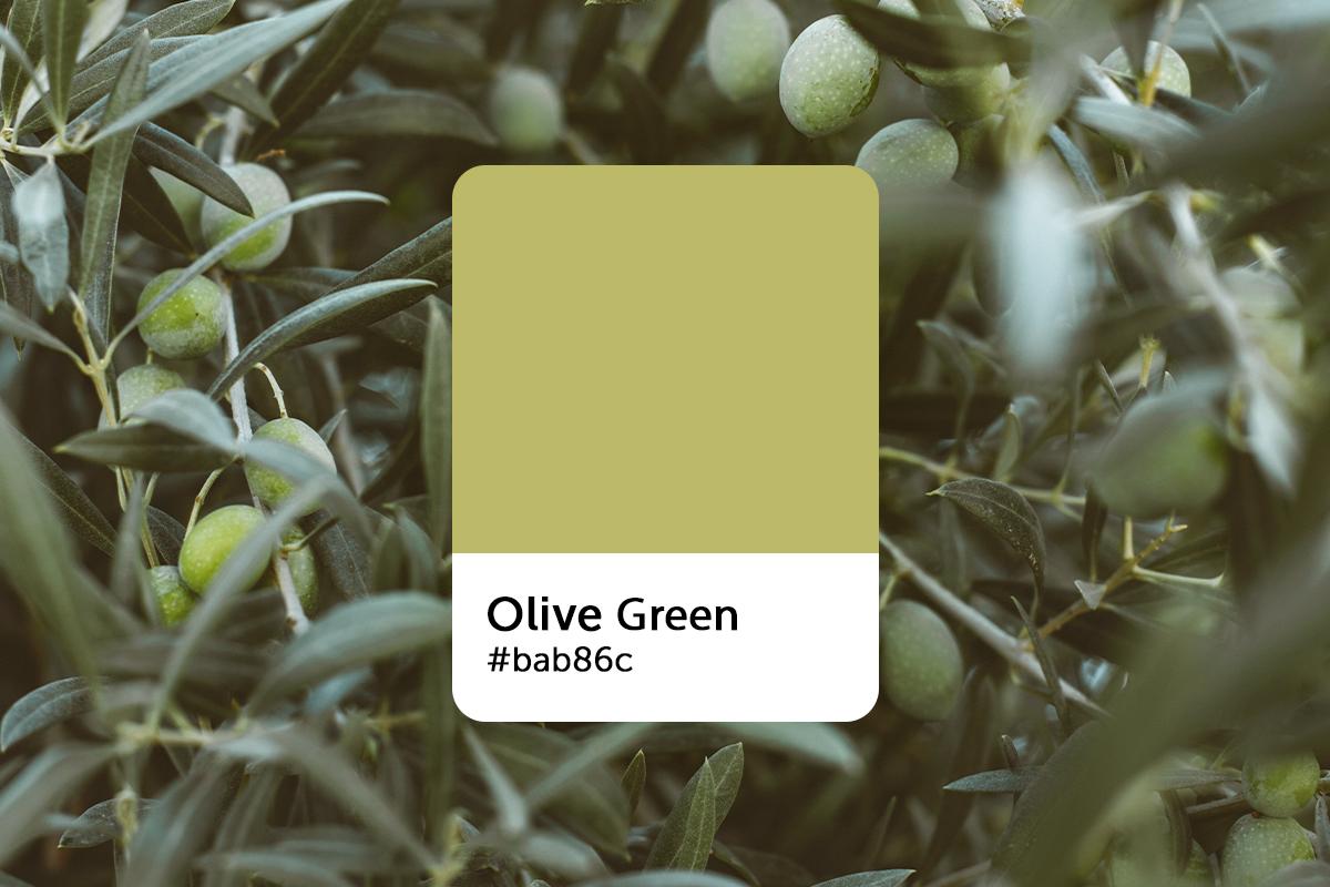 What Color Is Olive Green? Colors That Go With It, Its Meaning, and Related Colors