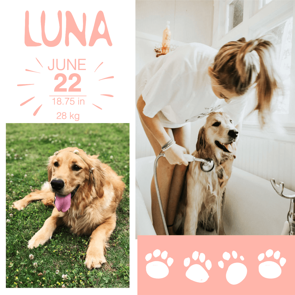 Peachy Pink Pet Care Poster Template