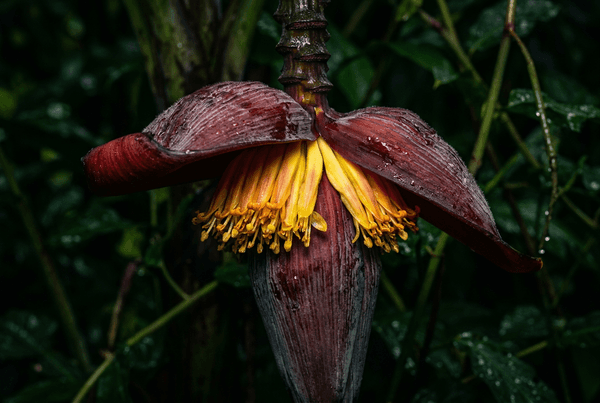 How to generate images with Nano Banana Pro AI model