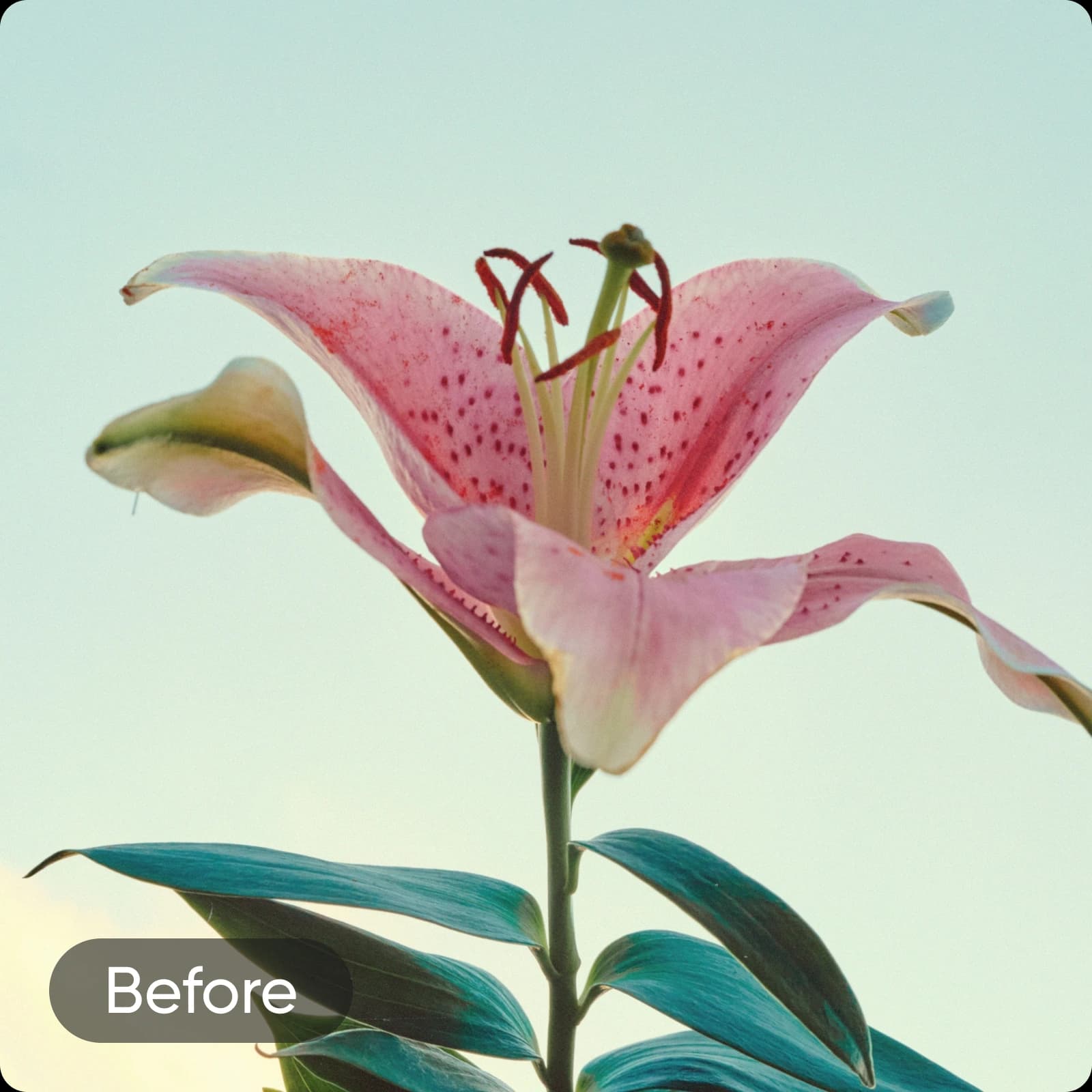 Turn your image into the perfect background - before