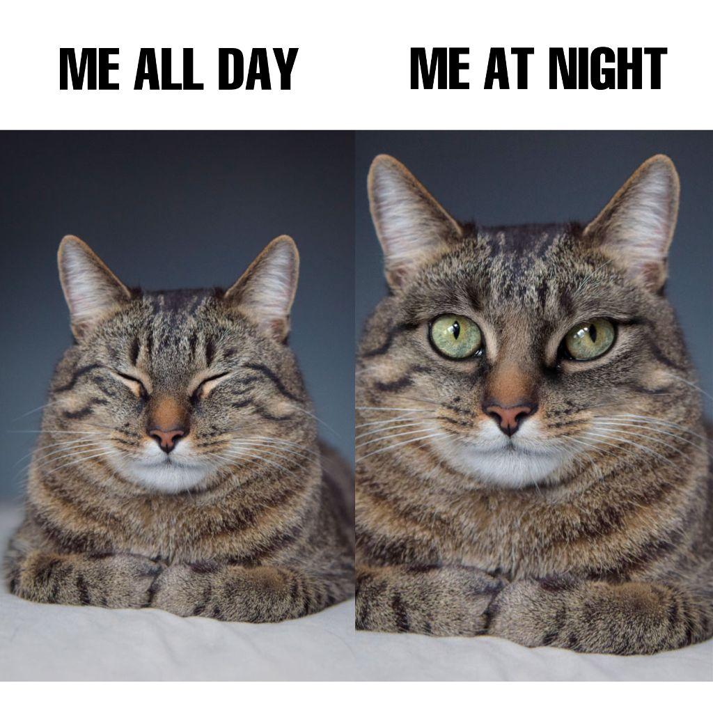 Charming Cat Day and Night Post Design